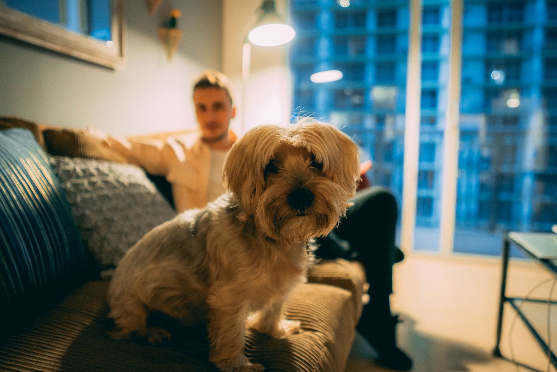 Jak przygotować mieszkanie na szczeniaka shih tzu: wyprawka, bezpieczeństwo i pierwsze dni w nowym domu Yorkshire terrier siedzi na kanapie w mieszkaniu, w tle właściciel